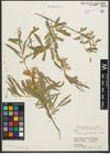 Foto von Salix pycnostachya Andersson